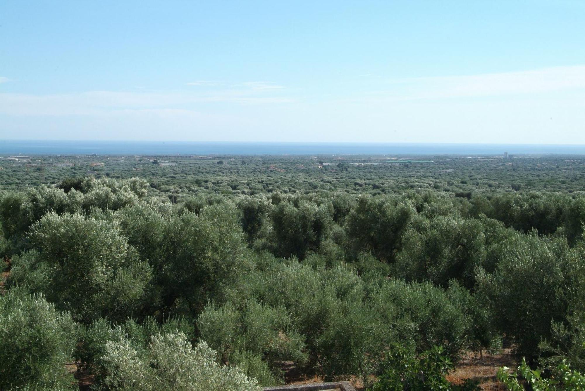 Masseria Trotta B&B Fasano Exterior photo